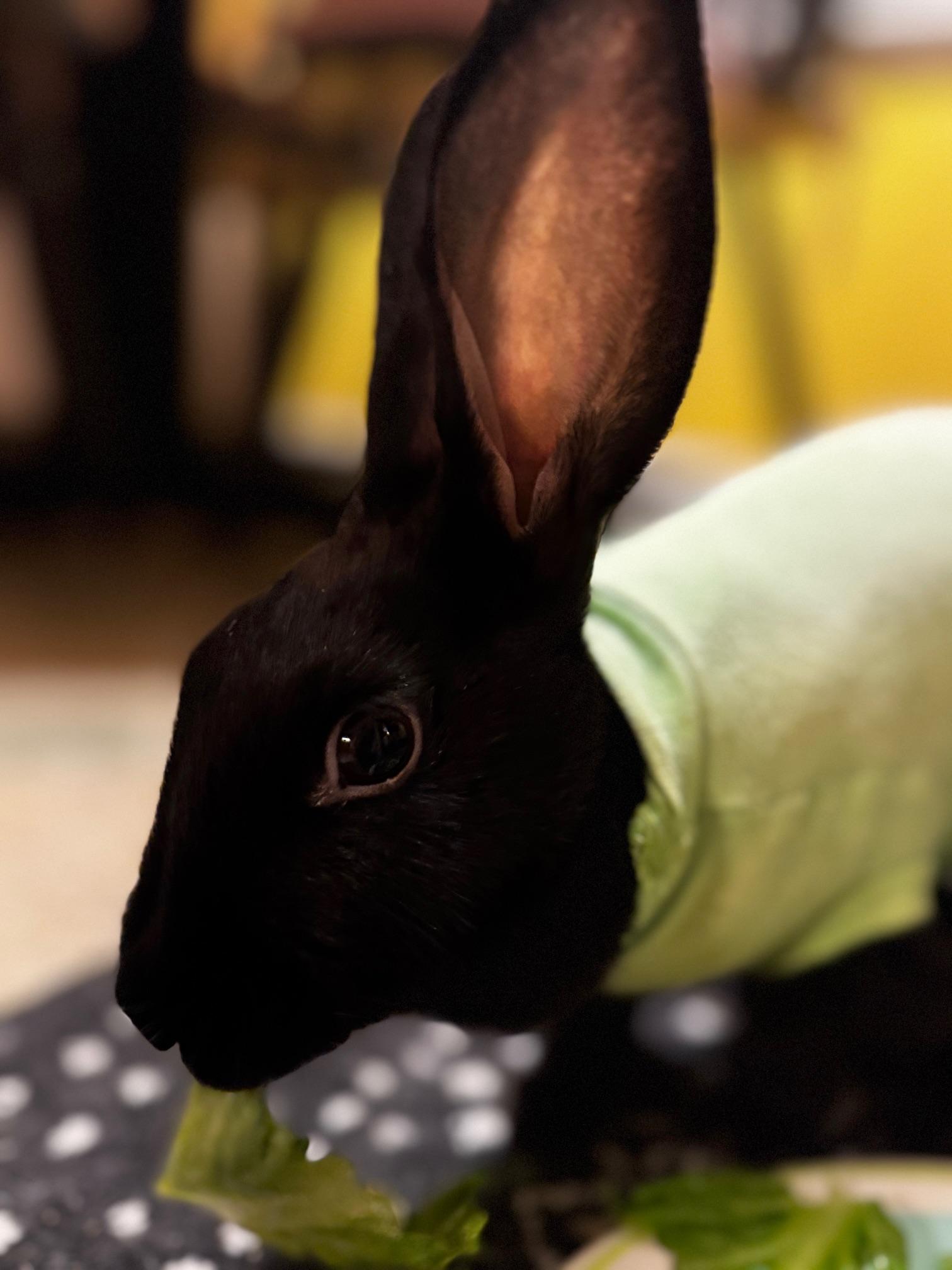 Enlarge Cornelia, an adopted Belgian Hare in Westerville, OH image 4/6