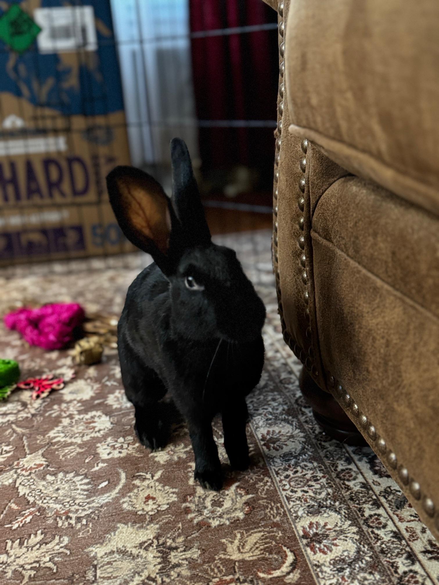 Enlarge Cornelia, an adopted Belgian Hare in Westerville, OH image 2/6