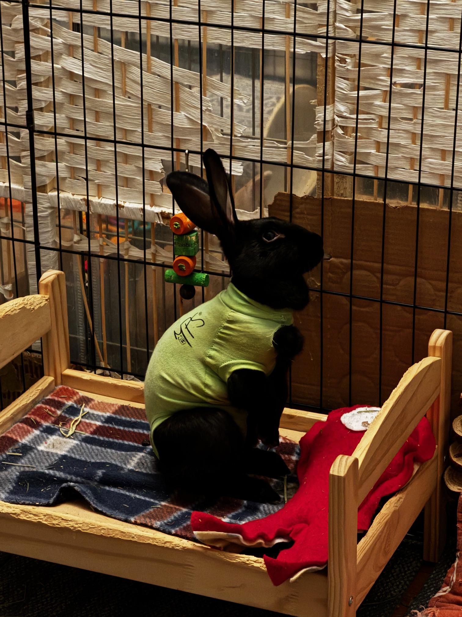 Enlarge Cornelia, an adopted Belgian Hare in Westerville, OH image 6/6