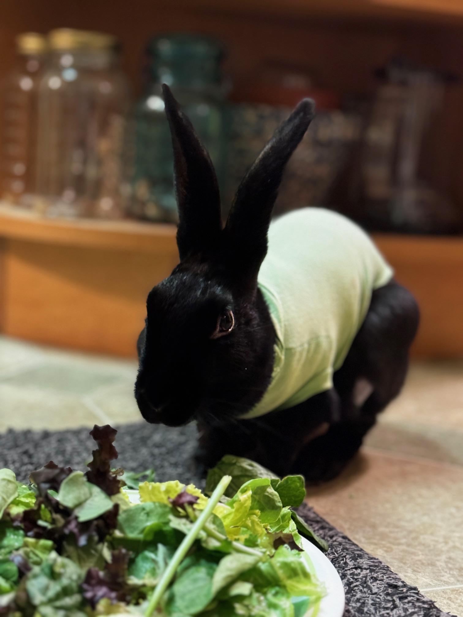 Enlarge Cornelia, an adopted Belgian Hare in Westerville, OH image 5/6