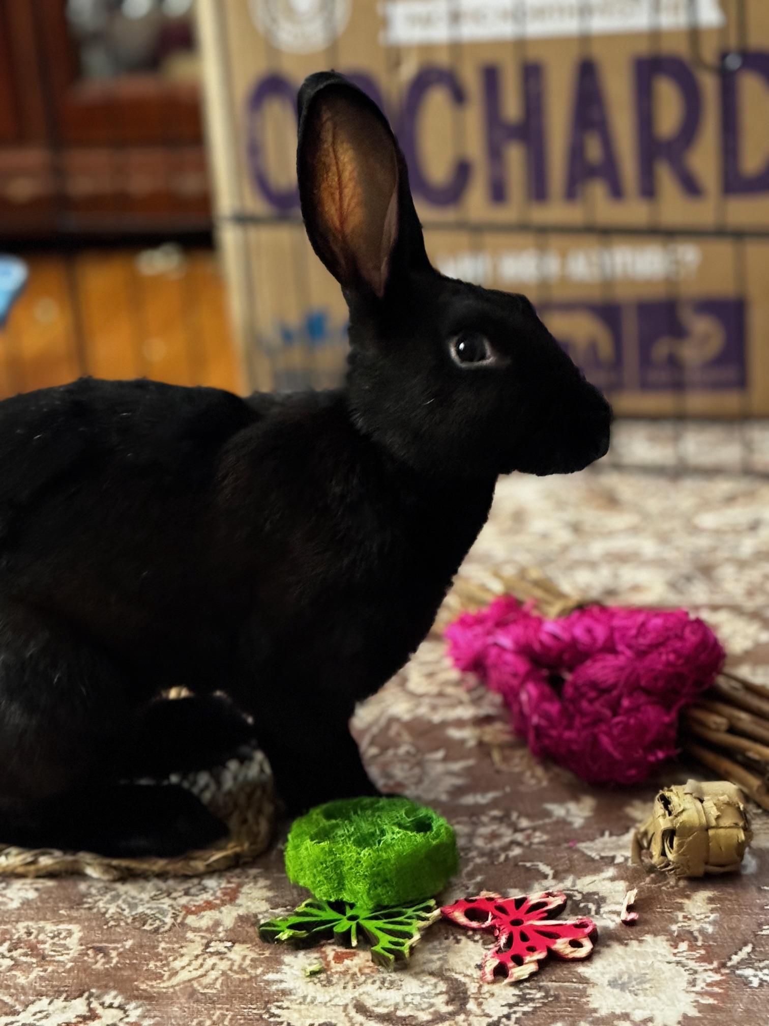 Cornelia, adopted, Young Female Belgian Hare.