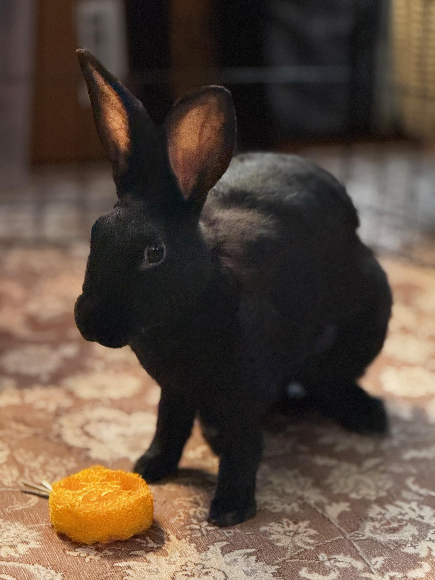 Enlarge Cornelia, an adopted Belgian Hare in Westerville, OH image 3/6