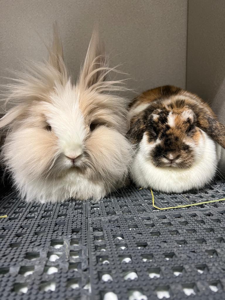 Enlarge Nilchi / Harold, a Adoptable Mini Lop in Pflugerville, TX image 2/6