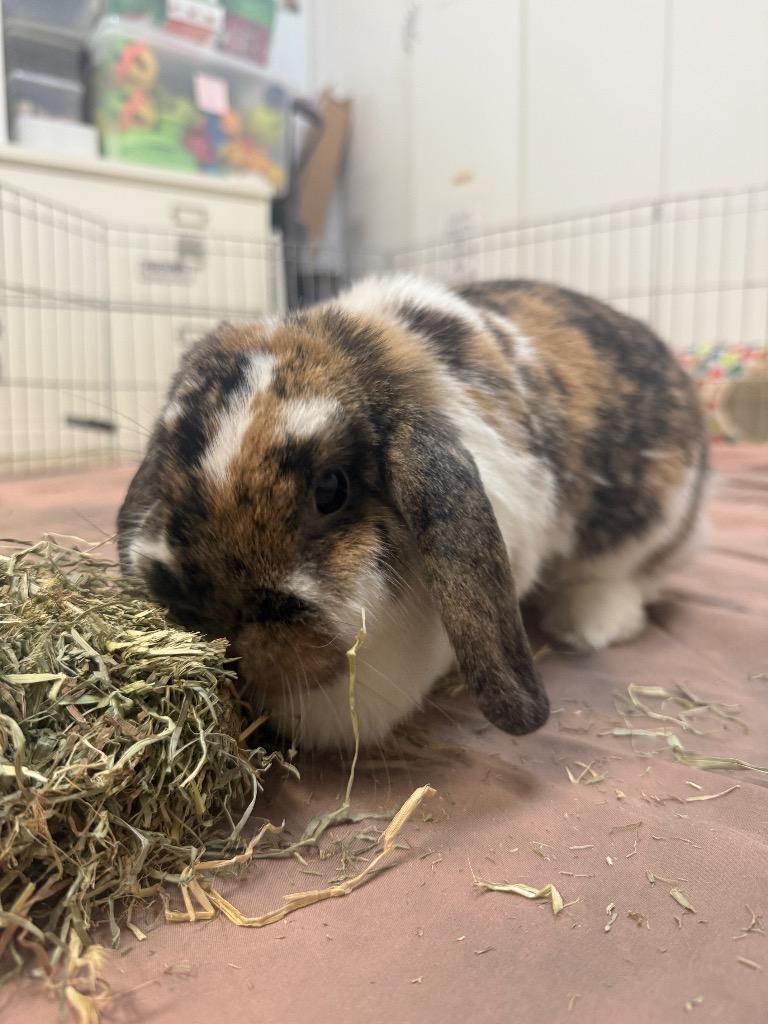 Enlarge Nilchi / Harold, a Adoptable Mini Lop in Pflugerville, TX image 5/6