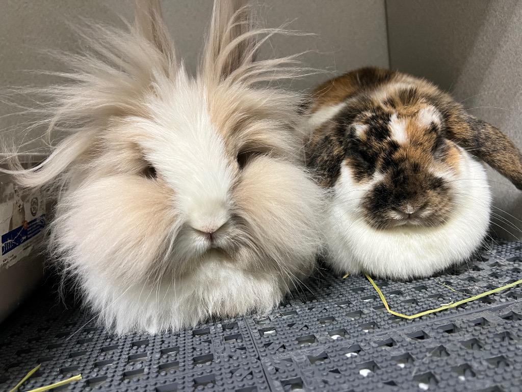 Enlarge Nilchi / Harold, a Adoptable Mini Lop in Pflugerville, TX image 6/6