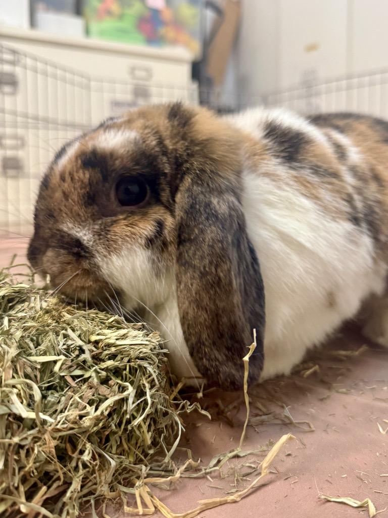 Nilchi / Harold, a Adoptable Mini Lop in Pflugerville, TX image 4/6
