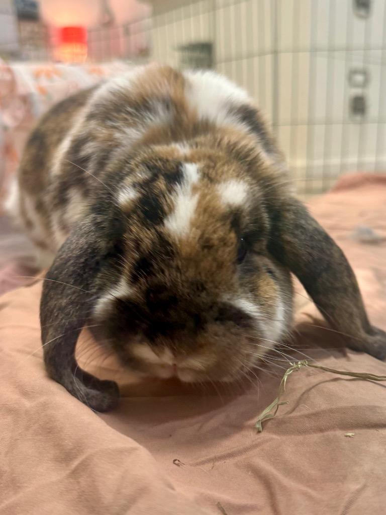 Nilchi / Harold, a Adoptable Mini Lop in Pflugerville, TX image 5/6