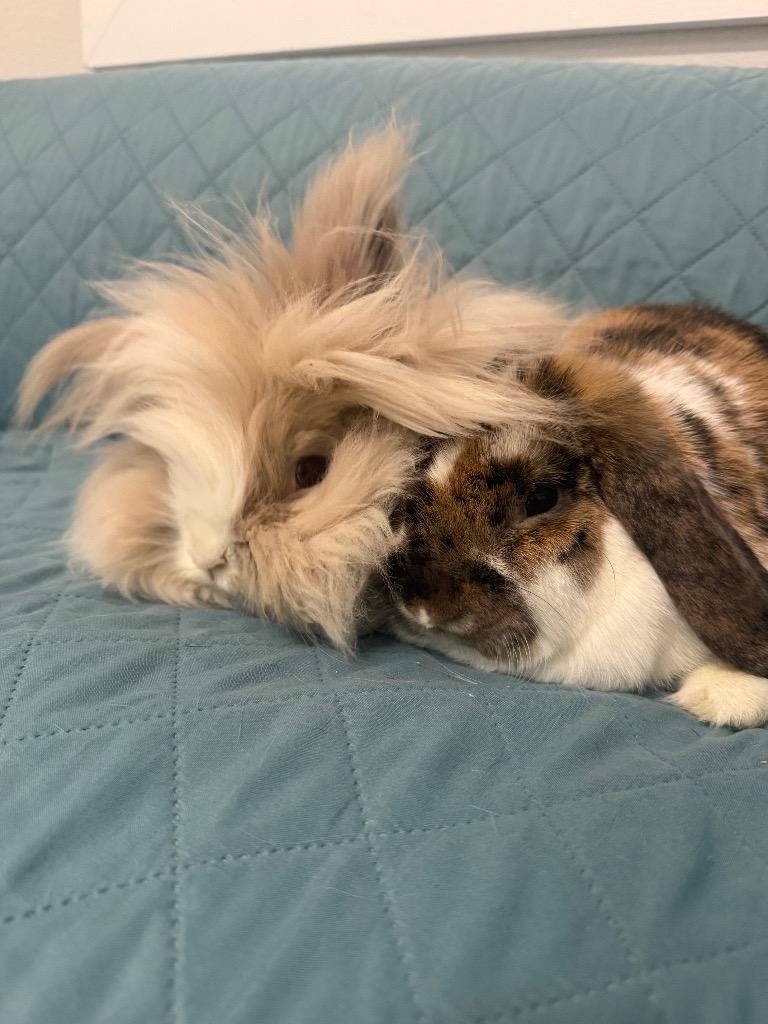 Nilchi / Harold, a Adoptable Mini Lop in Pflugerville, TX image 6/6