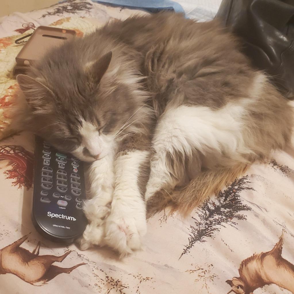 Nico, Adoptable, Senior Female Domestic Long Hair.