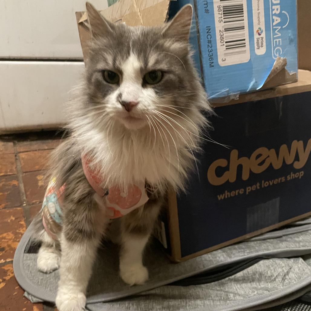 Nico, a Adoptable Domestic Long Hair in Brooklyn, NY image 2/6