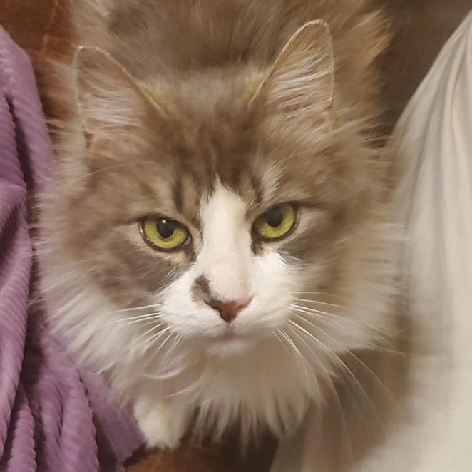 Nico, a Adoptable Domestic Long Hair in Brooklyn, NY image 3/6