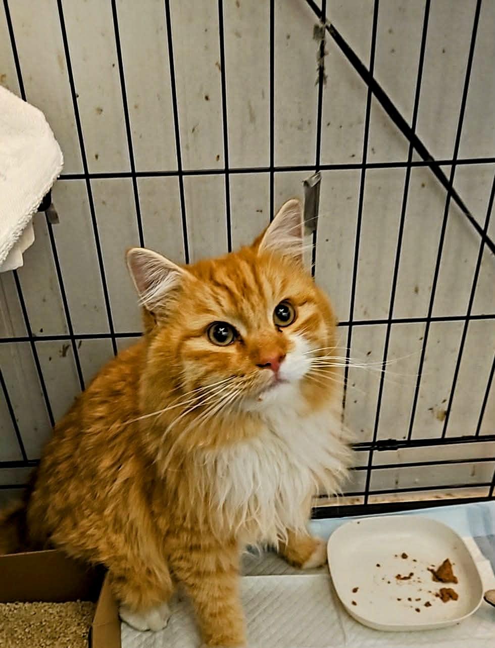 Dougie, adopted, Adult Male Domestic Long Hair.