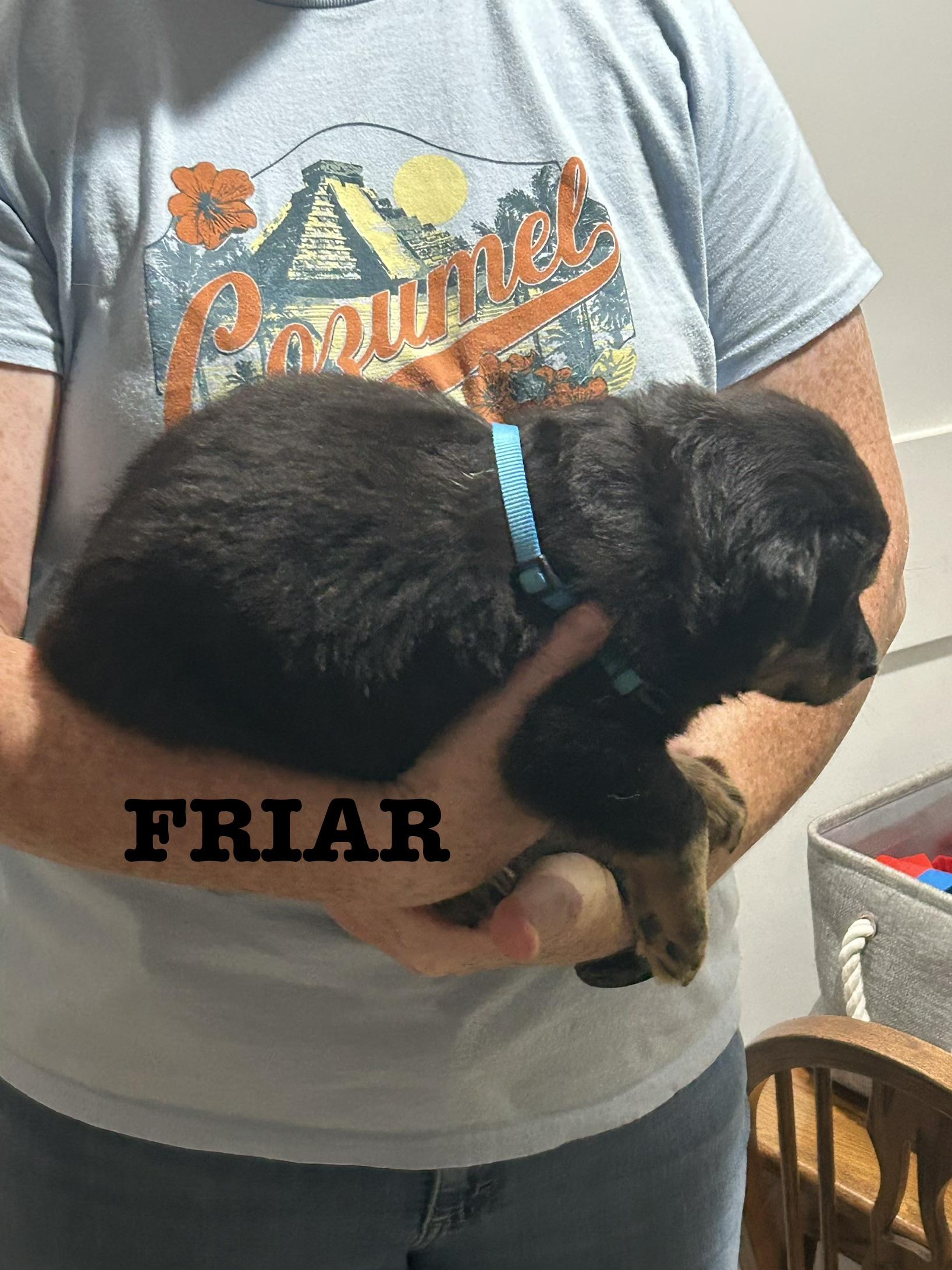 Enlarge Friar, a Adoptable Australian Shepherd in Knoxville, TN image 2/3