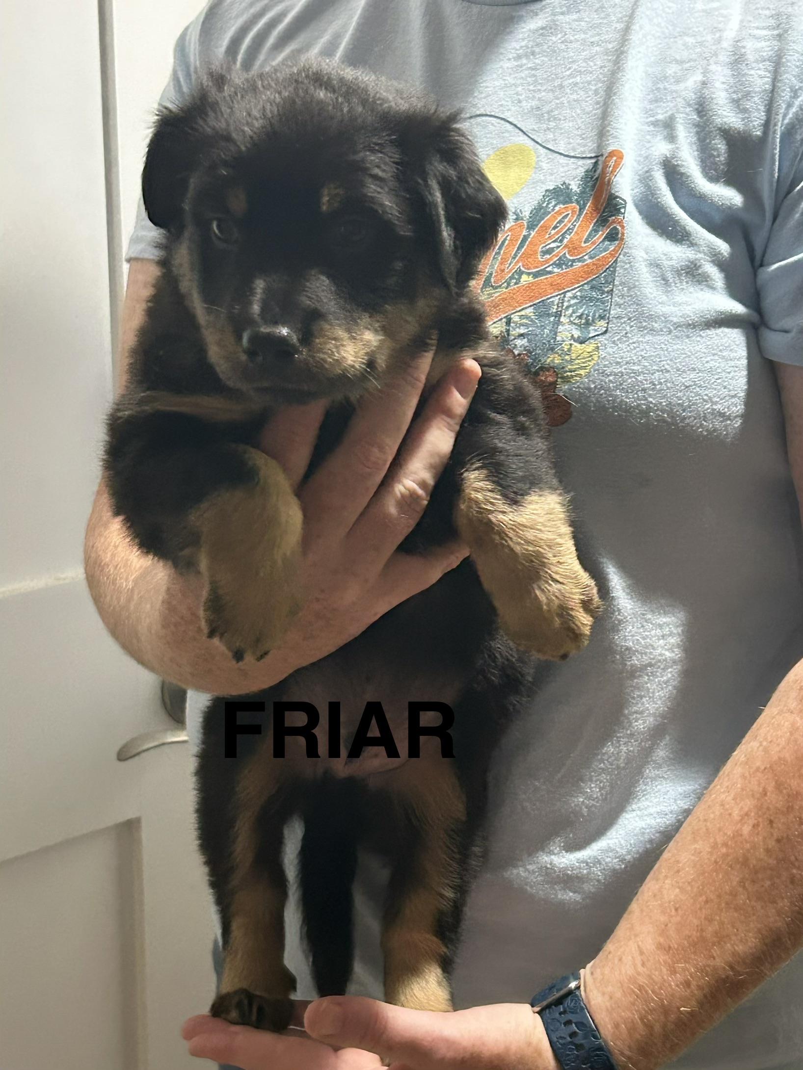 Enlarge Friar, a Adoptable Australian Shepherd in Knoxville, TN image 3/3