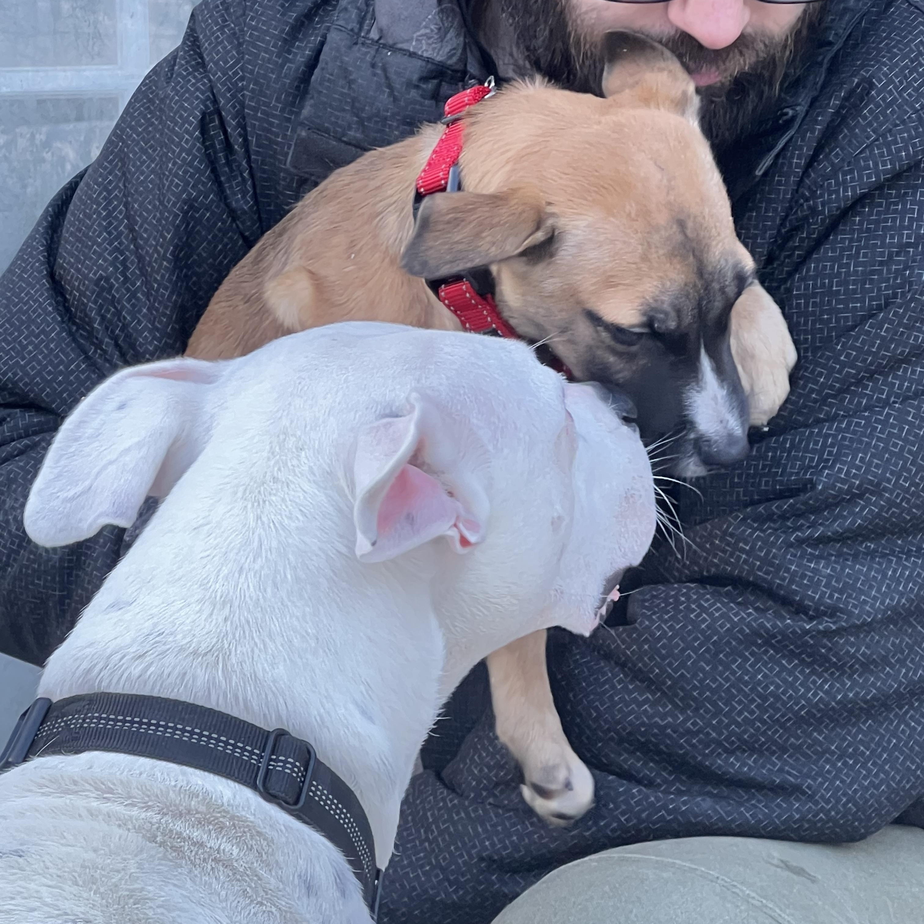 Enlarge Bongo, an adoptable Pit Bull Terrier in Bowdoin, ME image 3/6