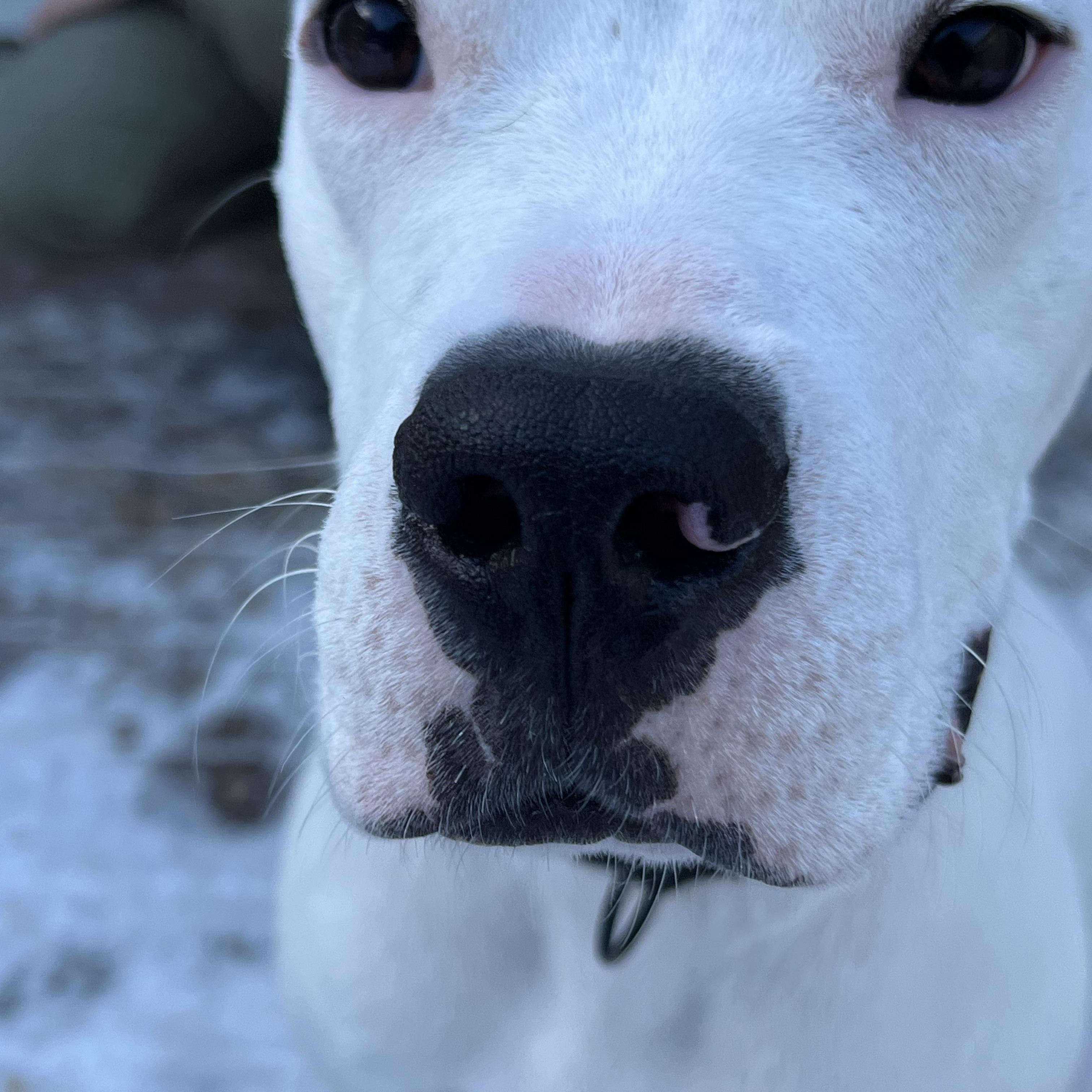 Enlarge Bongo, an adoptable Pit Bull Terrier in Bowdoin, ME image 6/6