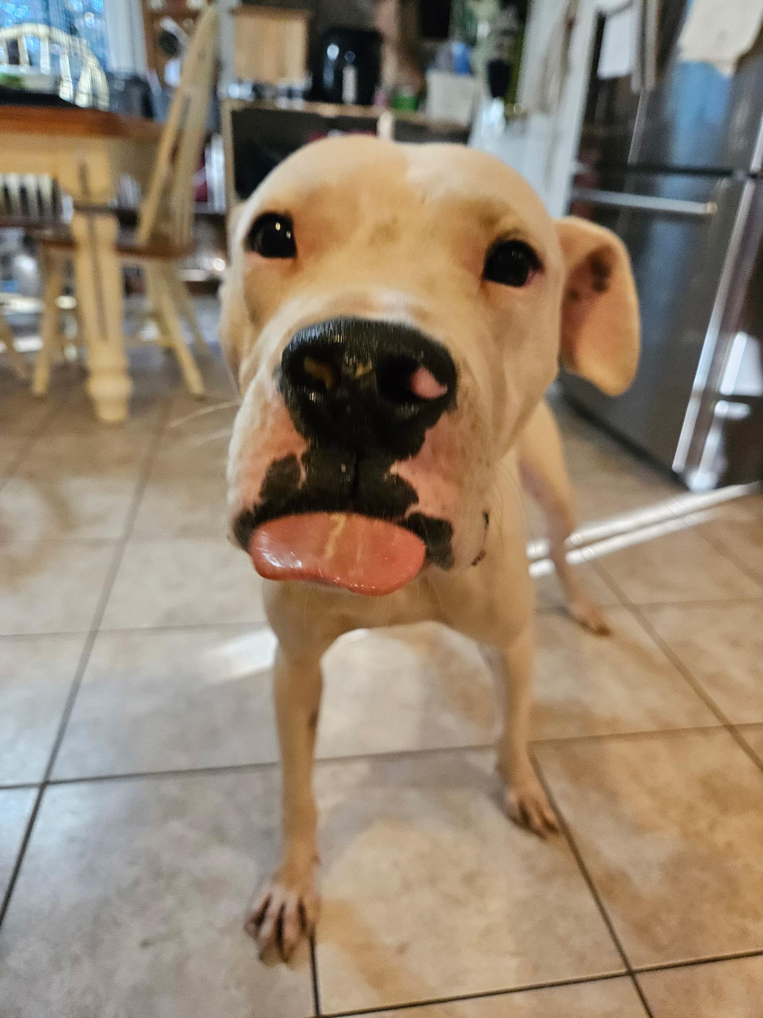 Enlarge Bongo, an adoptable Pit Bull Terrier in Bowdoin, ME image 2/6
