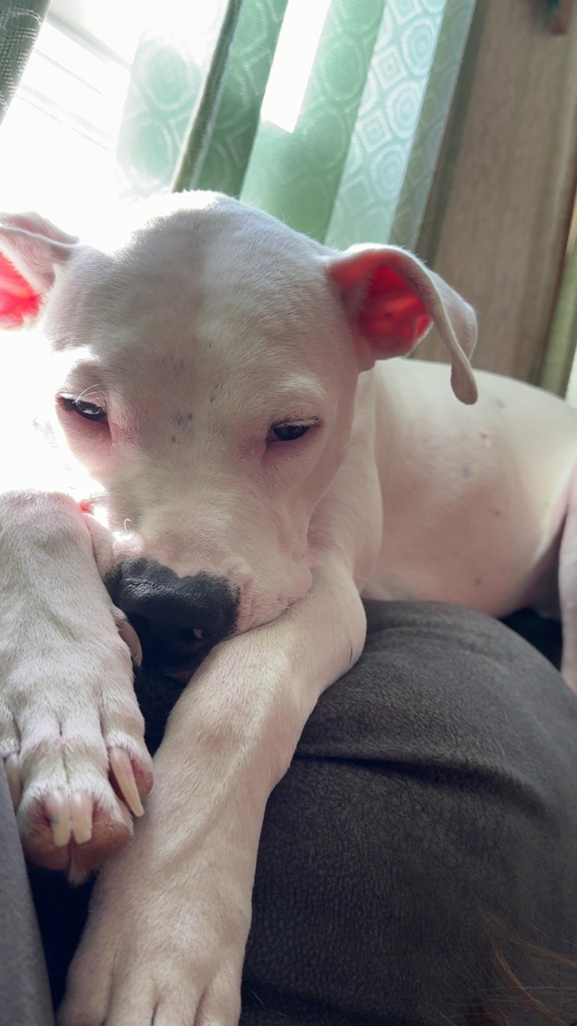 Bongo, adoptable, Adult Male Pit Bull Terrier.