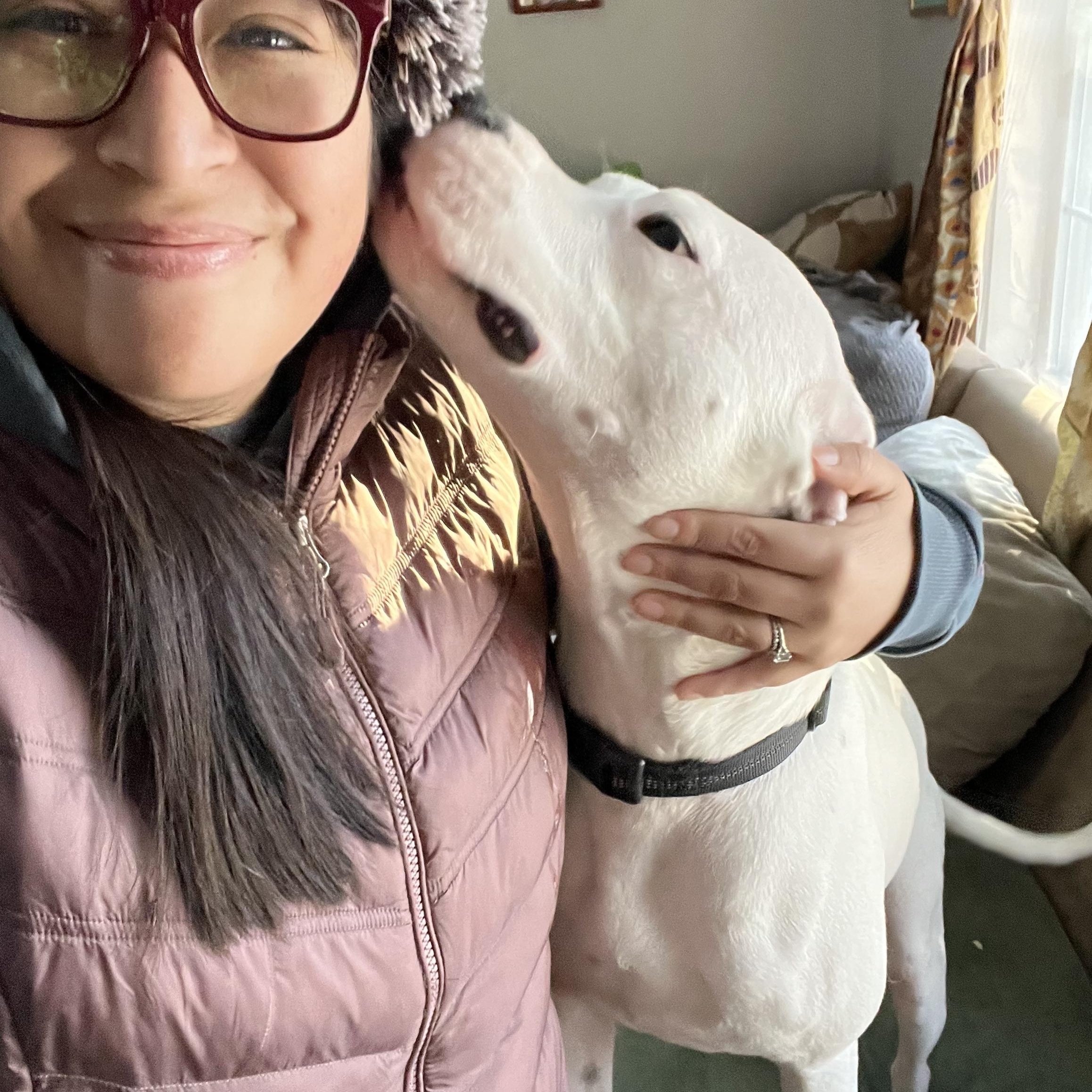 Enlarge Bongo, an adoptable Pit Bull Terrier in Bowdoin, ME image 5/6