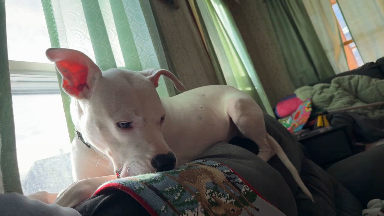 Enlarge Bongo, an adoptable Pit Bull Terrier in Bowdoin, ME video 4/6