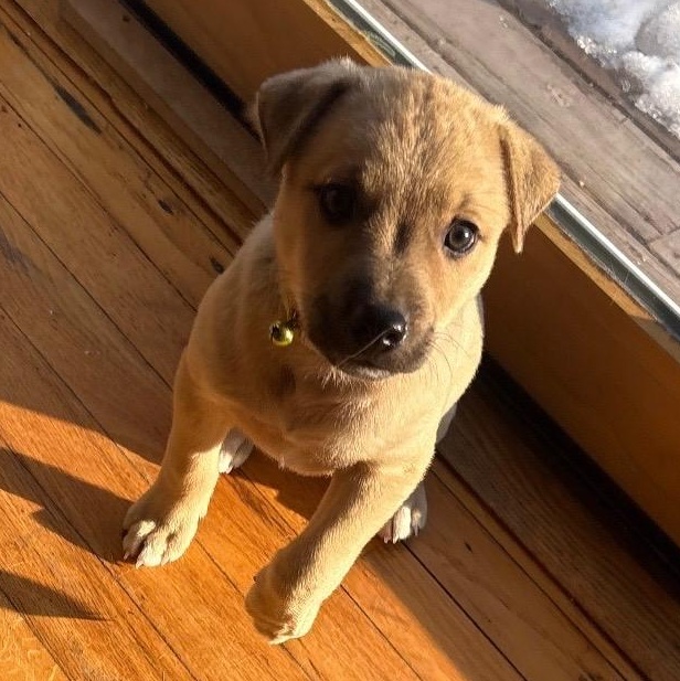 Cupid - A Puerto Rican Prince, Adoptable, Puppy Male Yellow Labrador Retriever.