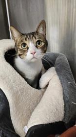 Enlarge Simba and Zeus, an adoptable mixed breed in Salem, NH image 2/3