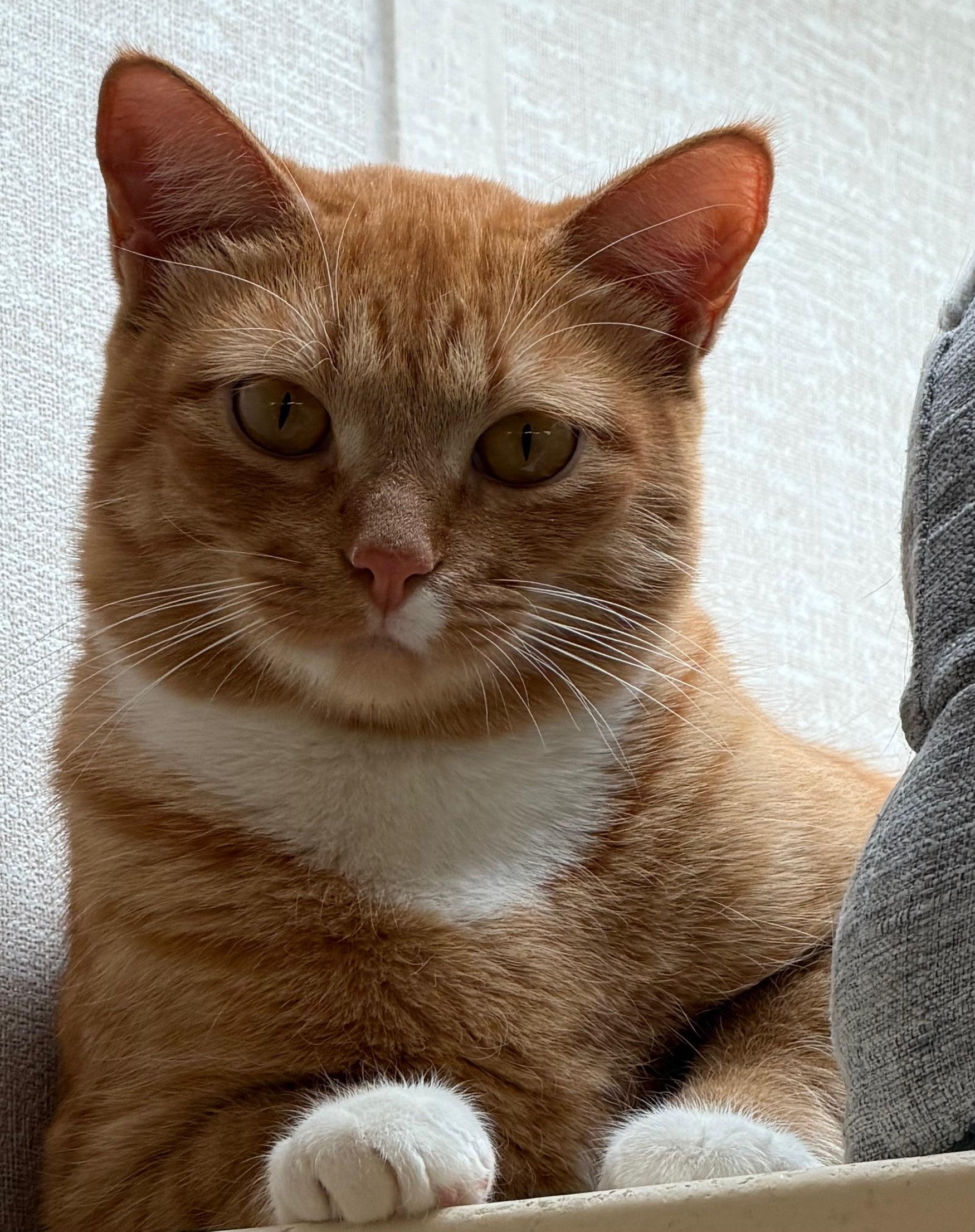 Enlarge Simba and Zeus, an adoptable mixed breed in Salem, NH image 1/3