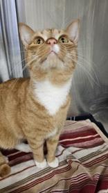 Enlarge Simba and Zeus, an adoptable mixed breed in Salem, NH image 3/3