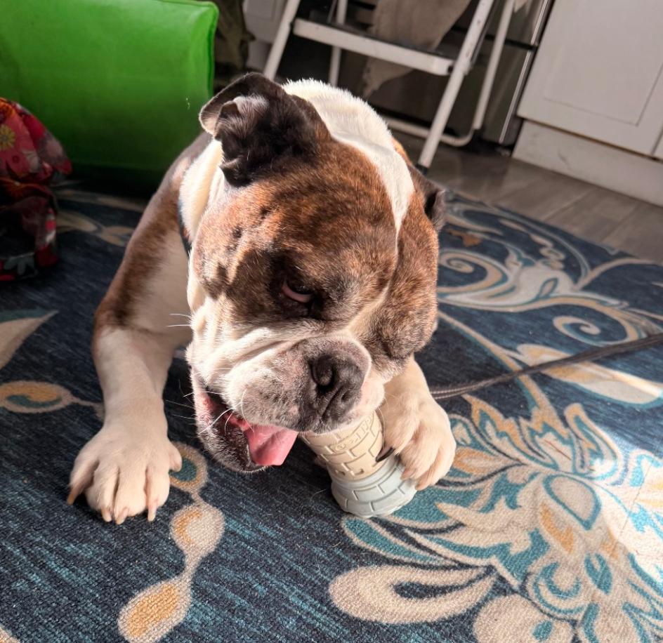 Enlarge Lincoln , a ADOPTABLE English Bulldog in Parkton, MD image 2/6