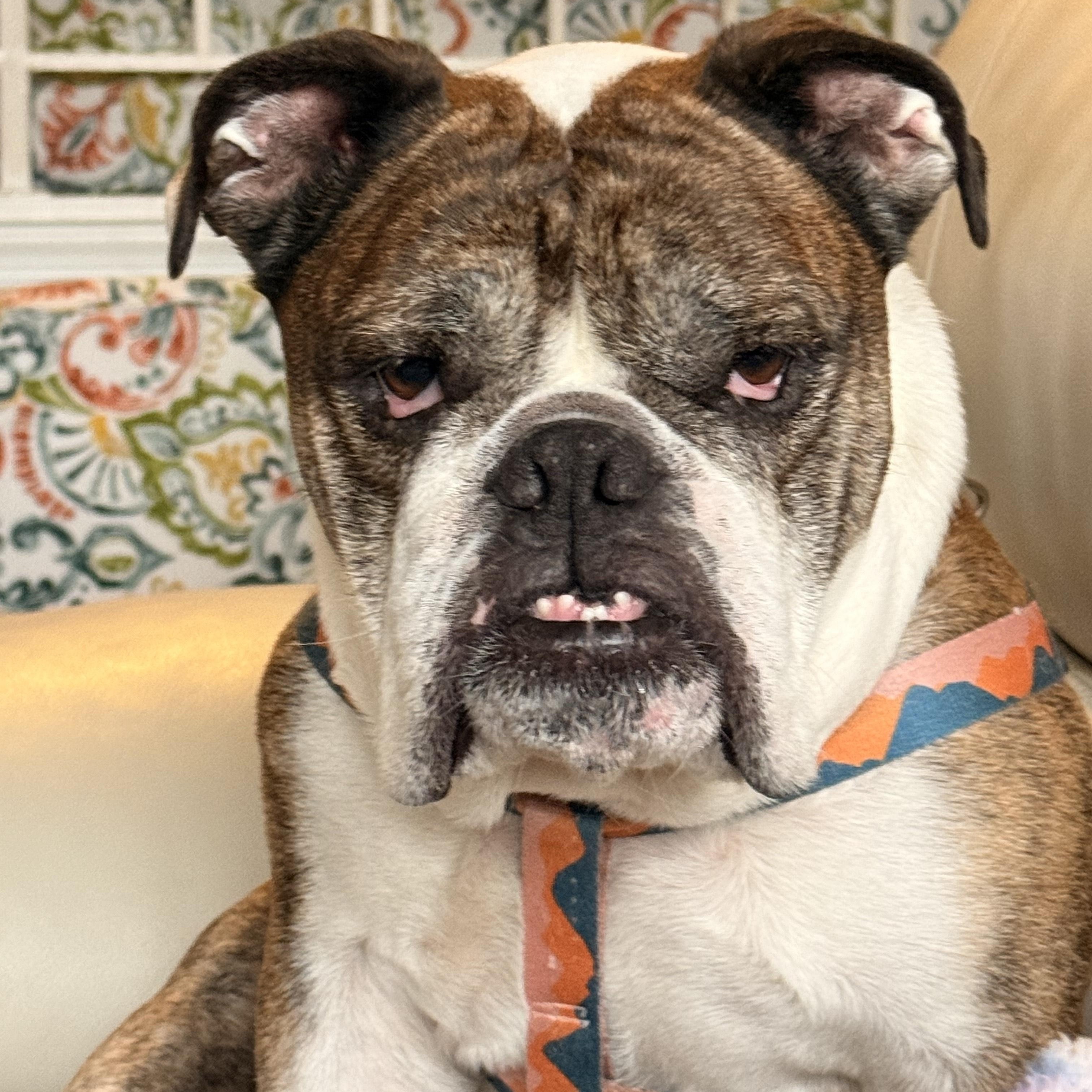 Enlarge Lincoln , a ADOPTABLE English Bulldog in Parkton, MD image 4/6