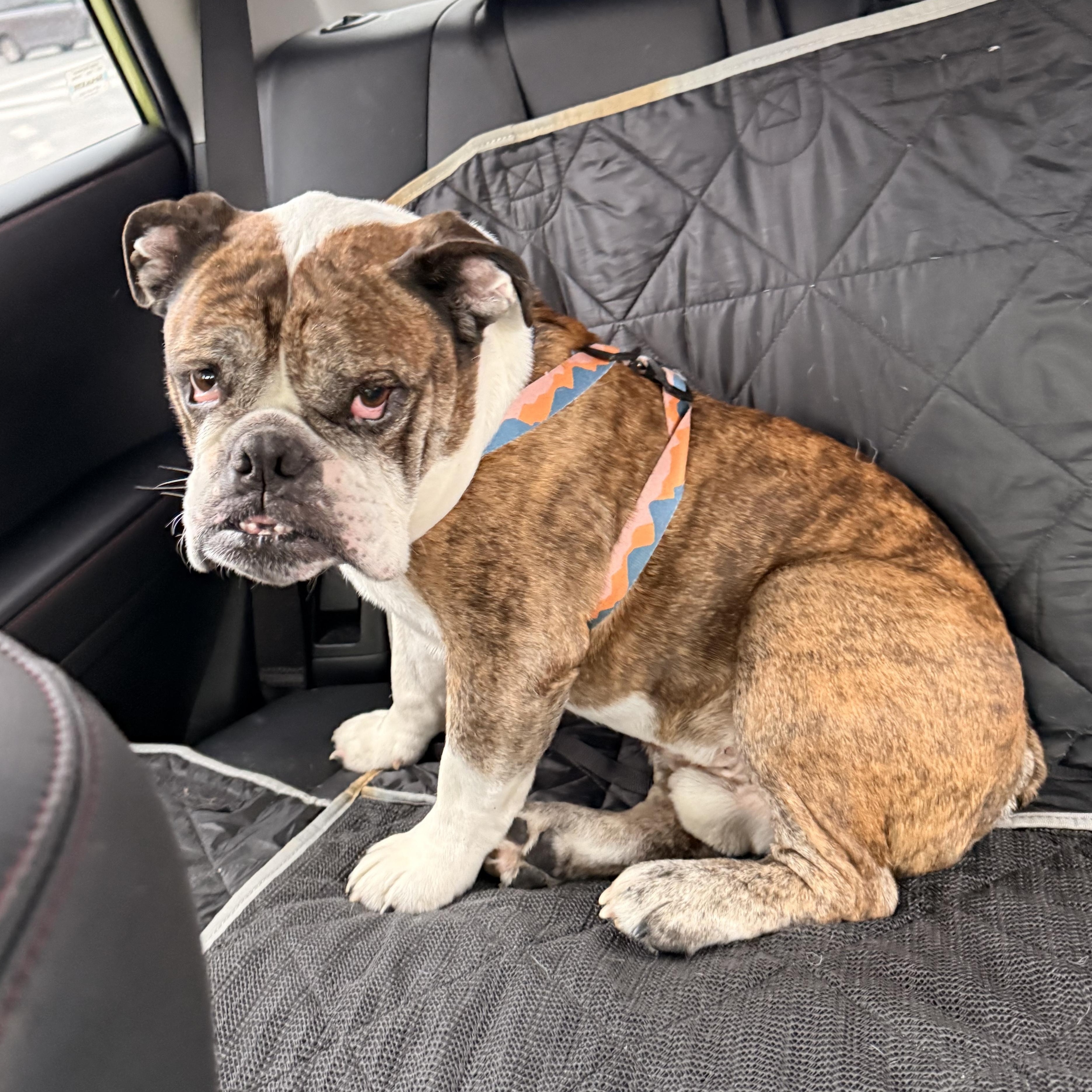 Enlarge Lincoln , a ADOPTABLE English Bulldog in Parkton, MD image 6/6