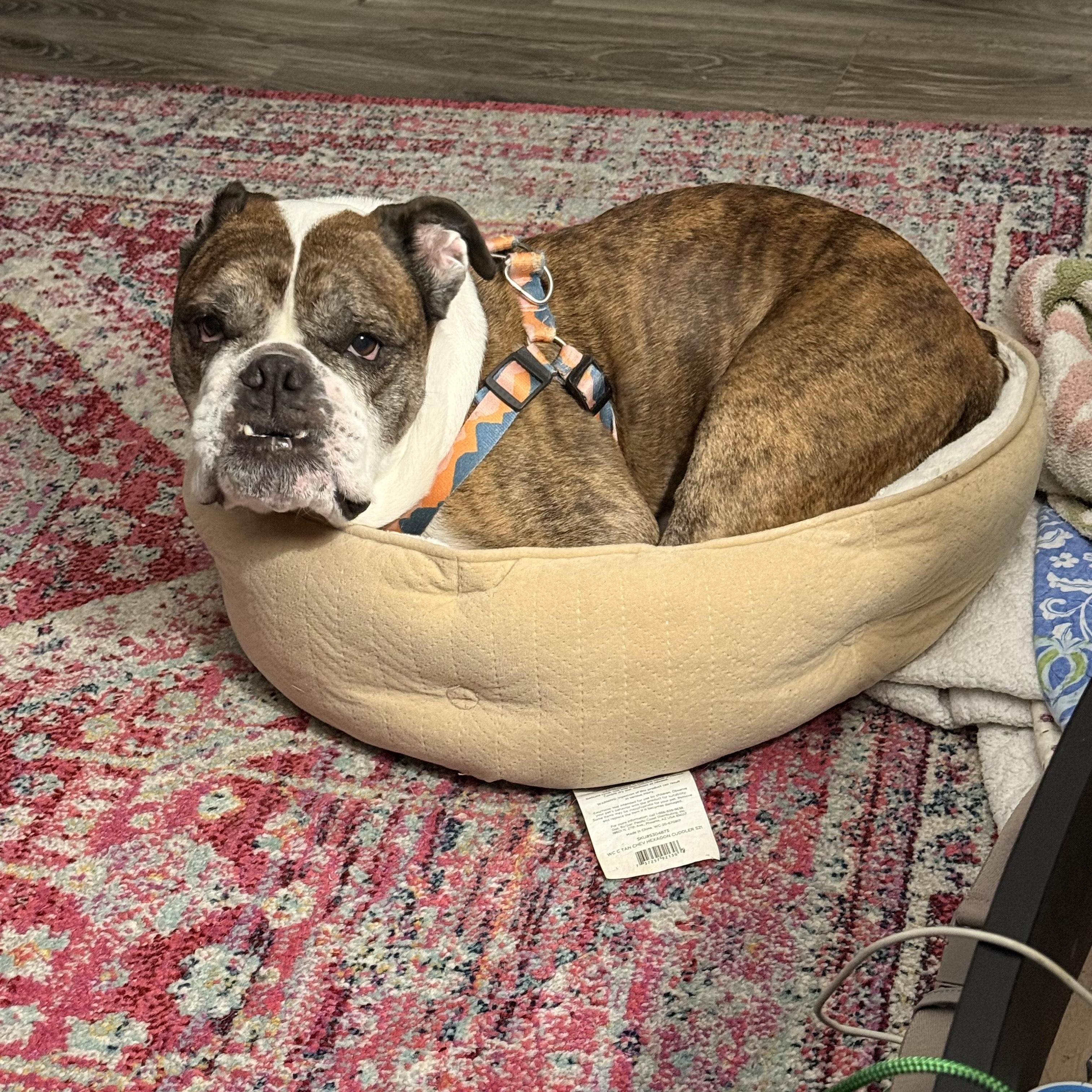 Lincoln , ADOPTABLE, Senior Male English Bulldog.