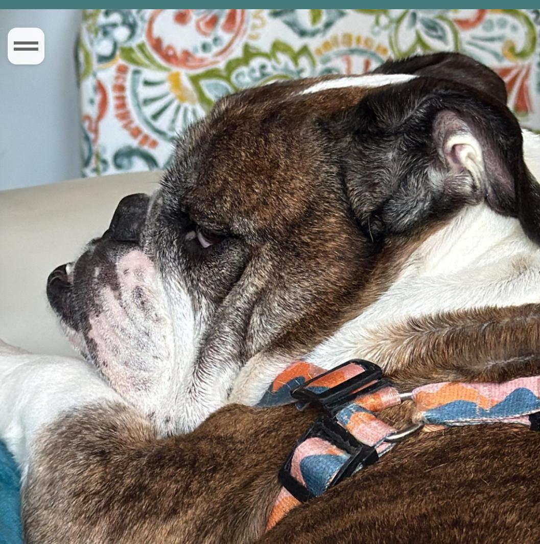 Enlarge Lincoln , a ADOPTABLE English Bulldog in Parkton, MD image 3/6