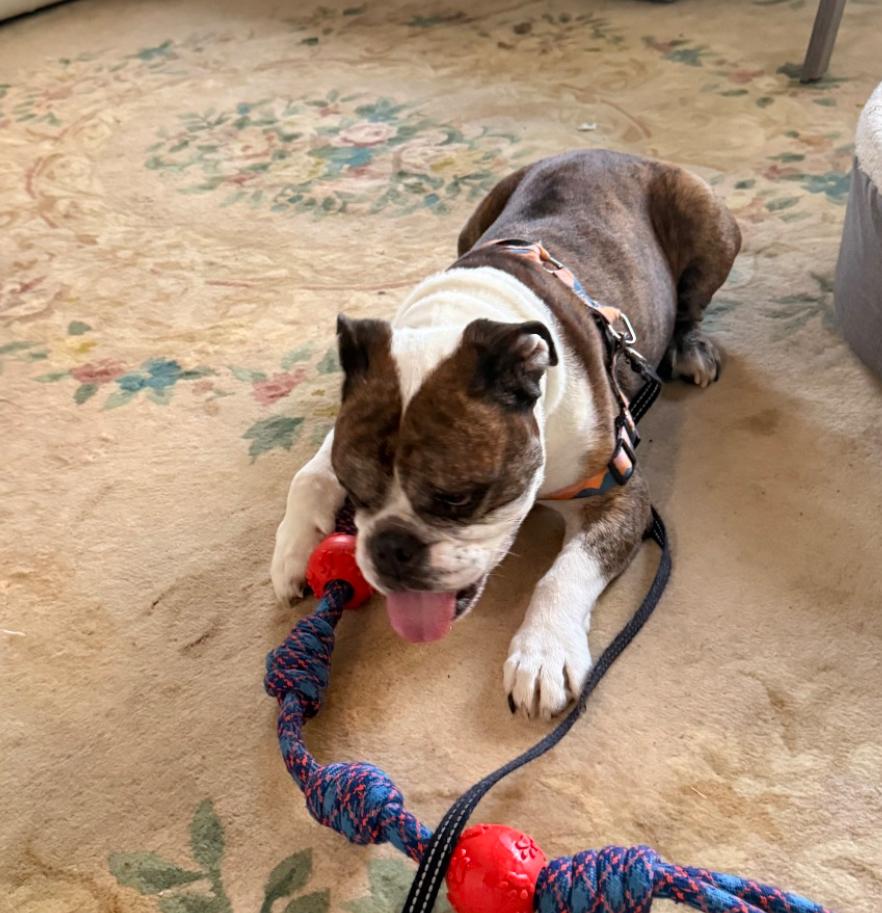 Enlarge Lincoln , a ADOPTABLE English Bulldog in Parkton, MD image 5/6