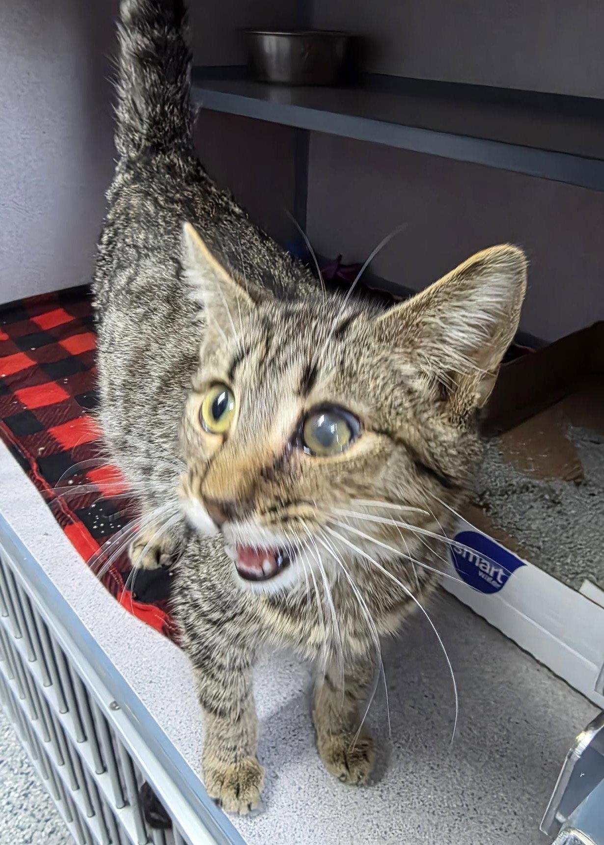 George, Adoptable, Young Male Tabby.