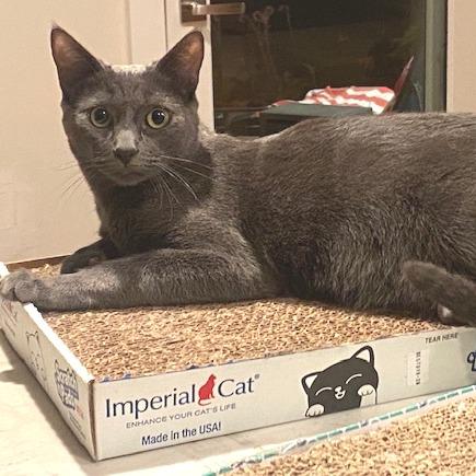 Poppy — thumbnail 2