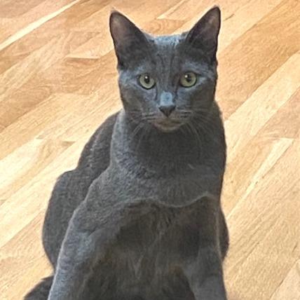 Poppy — thumbnail 3