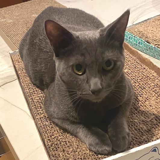 Poppy — thumbnail 4