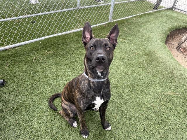 KOBA, Adoptable, Young Male Pit Bull Terrier.