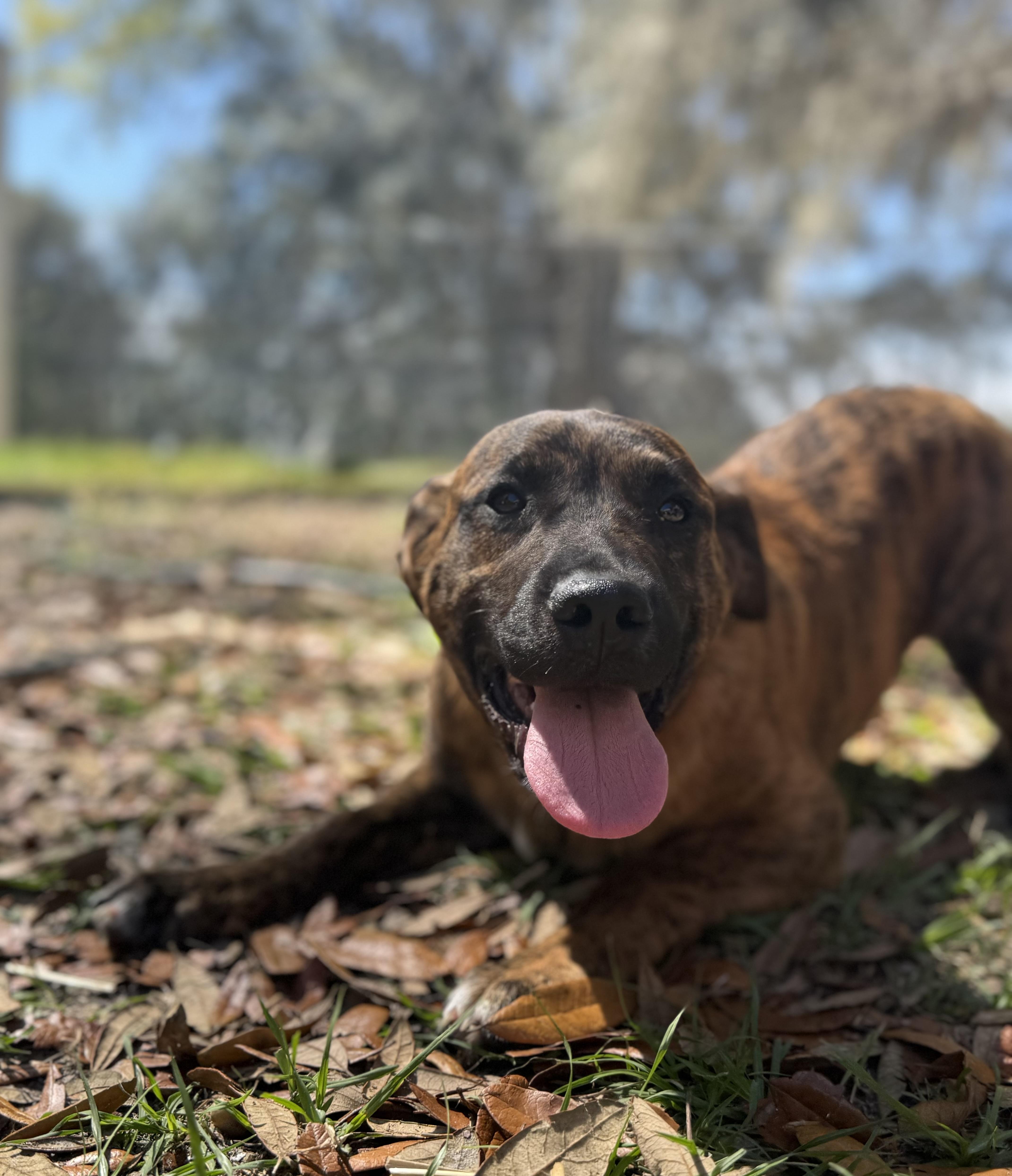 Jo Dee Messina , ADOPTABLE, Young Female Golden Retriever & Australian Cattle Dog / Blue Heeler.