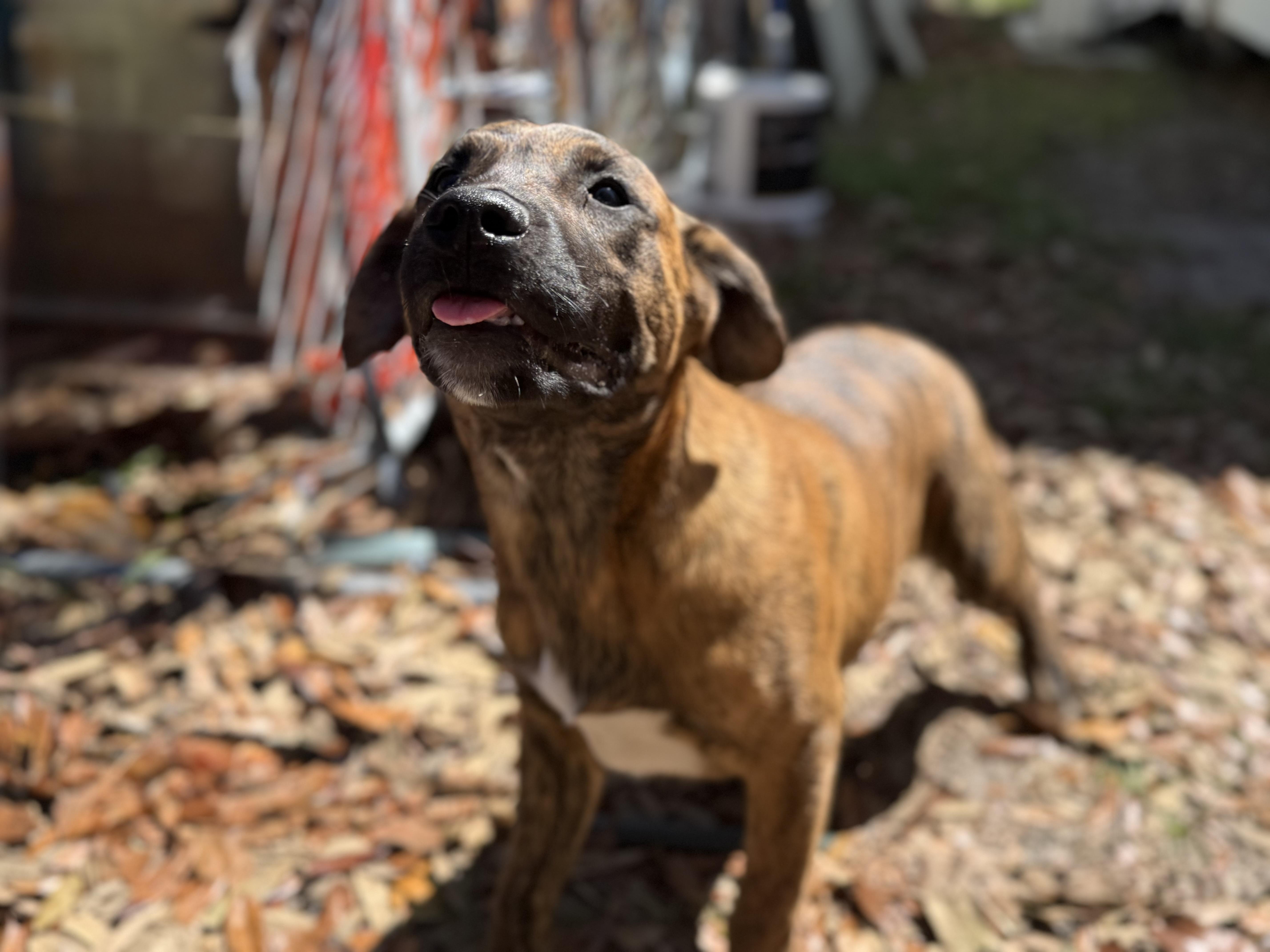 Enlarge Jo Dee Messina , a ADOPTABLE mixed breed in DELTONA, FL image 2/3