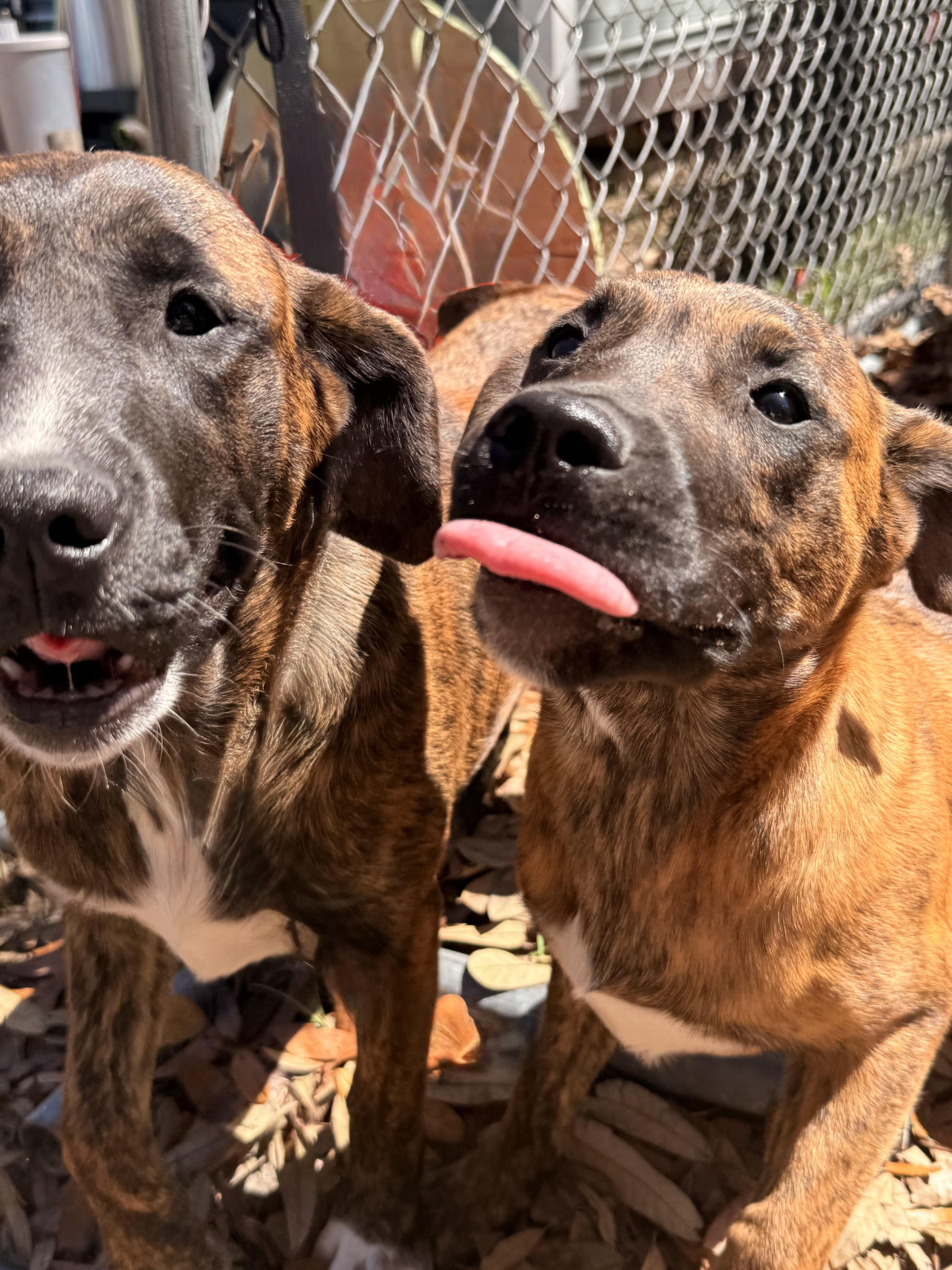 Enlarge Jo Dee Messina , a ADOPTABLE mixed breed in DELTONA, FL image 3/3