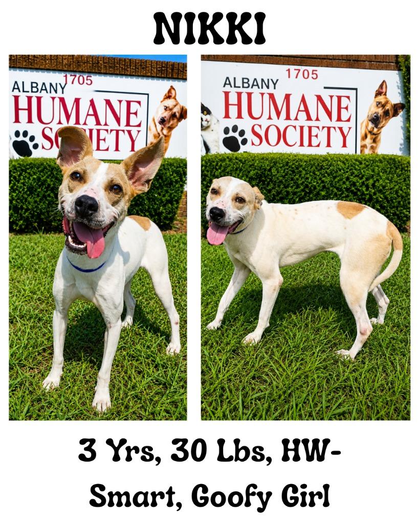 Nikki, Adoptable, Adult Female Mixed Breed.