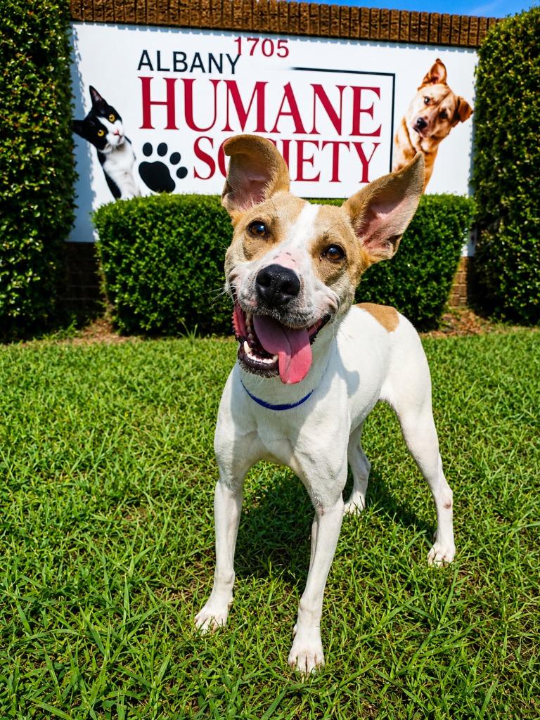 Nikki, a Adoptable mixed breed in Albany, GA image 2/6