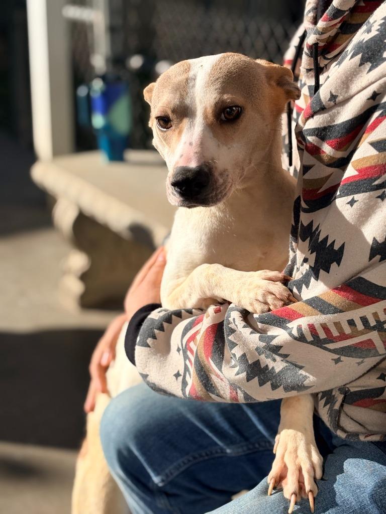 Nikki, a Adoptable mixed breed in Albany, GA image 3/6
