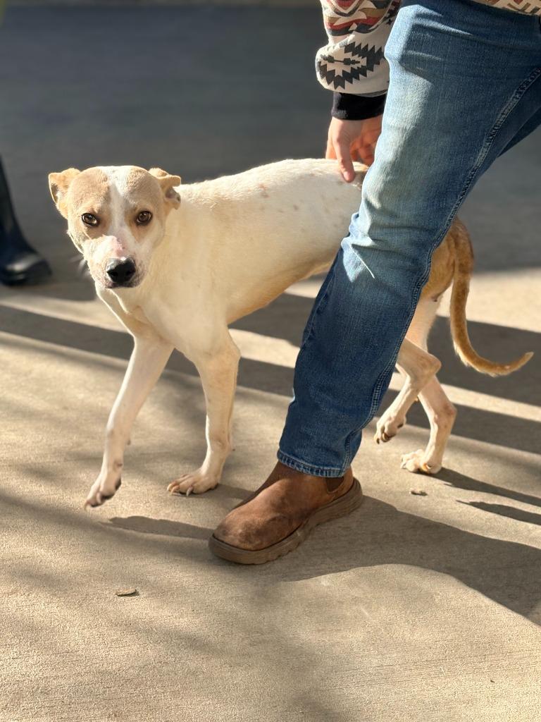 Nikki, a Adoptable mixed breed in Albany, GA image 4/6