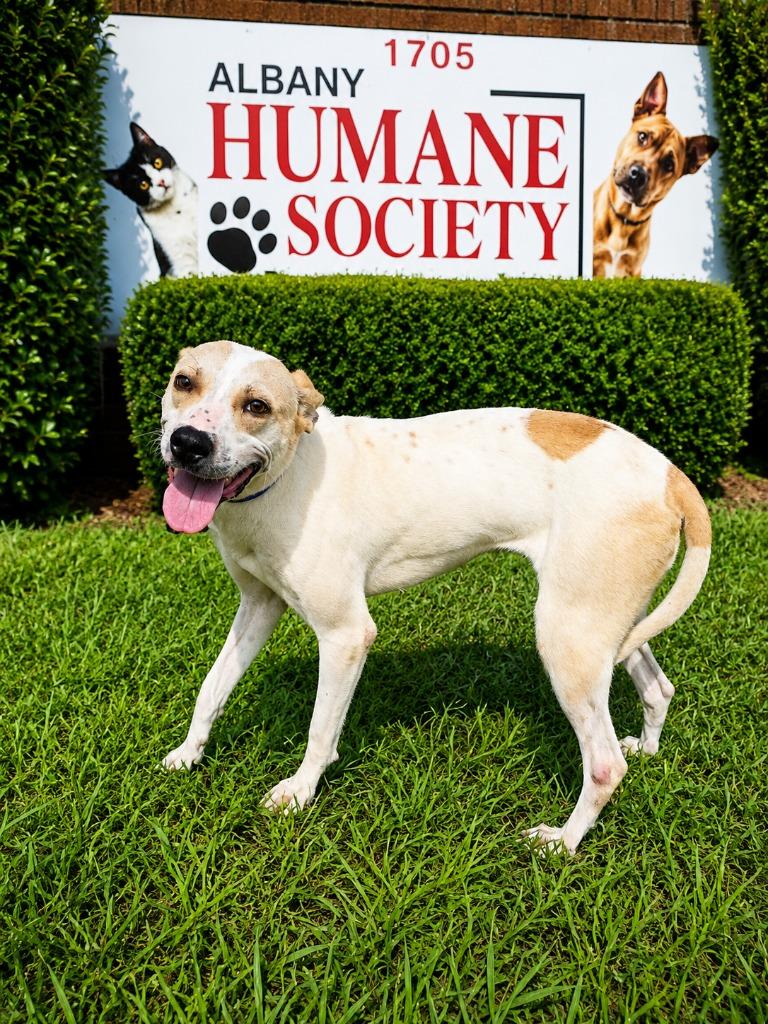Nikki, a Adoptable mixed breed in Albany, GA image 5/6