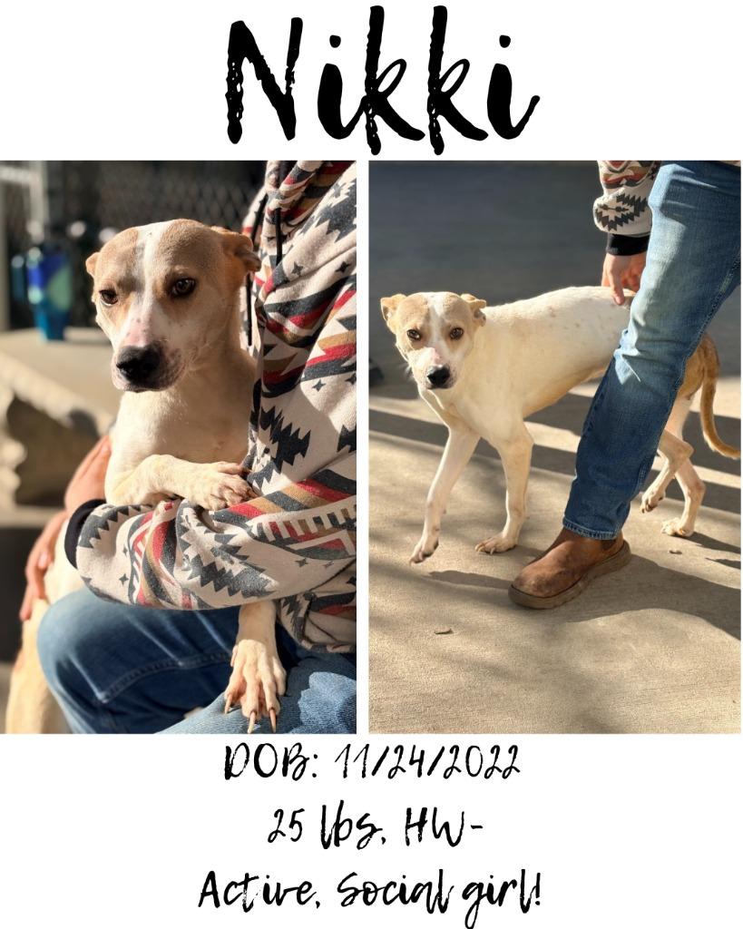 Nikki, a Adoptable mixed breed in Albany, GA image 6/6