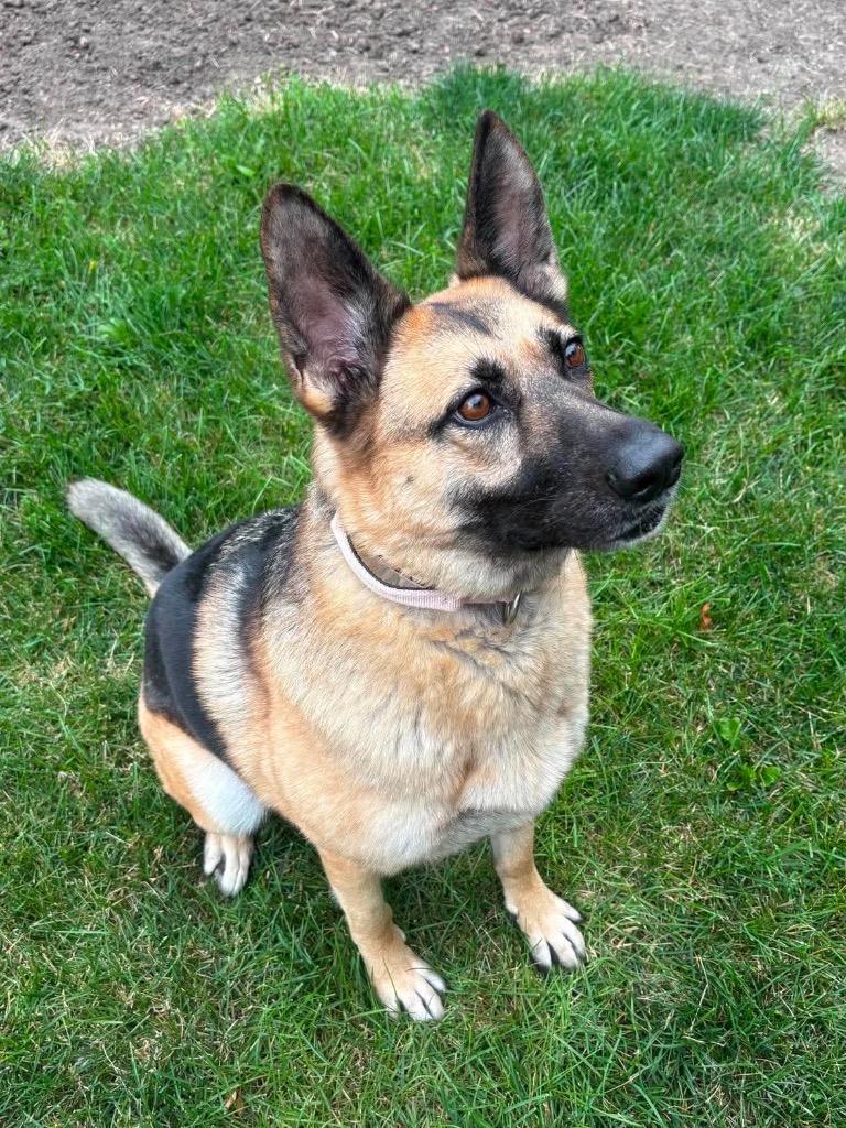 Bella, Adoptable, Adult Female German Shepherd Dog.