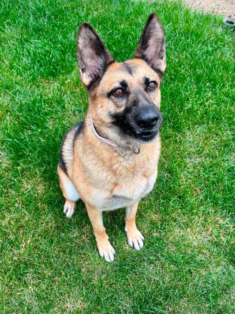 Bella, a Adoptable German Shepherd Dog in Urbandale, IA image 2/3